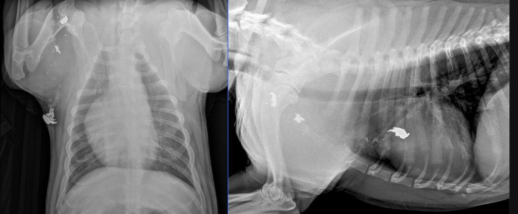 Thoracic radiograph